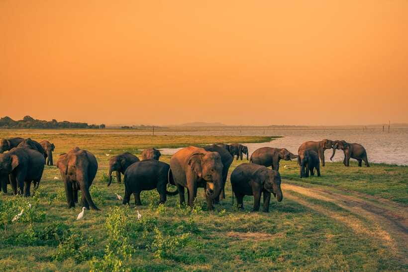 Elephant Jeep Safari at Minneriya National Park - Wildlife beyond the elephants