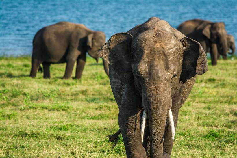 Elephant Jeep Safari at Minneriya National Park - Refreshments after the park drive