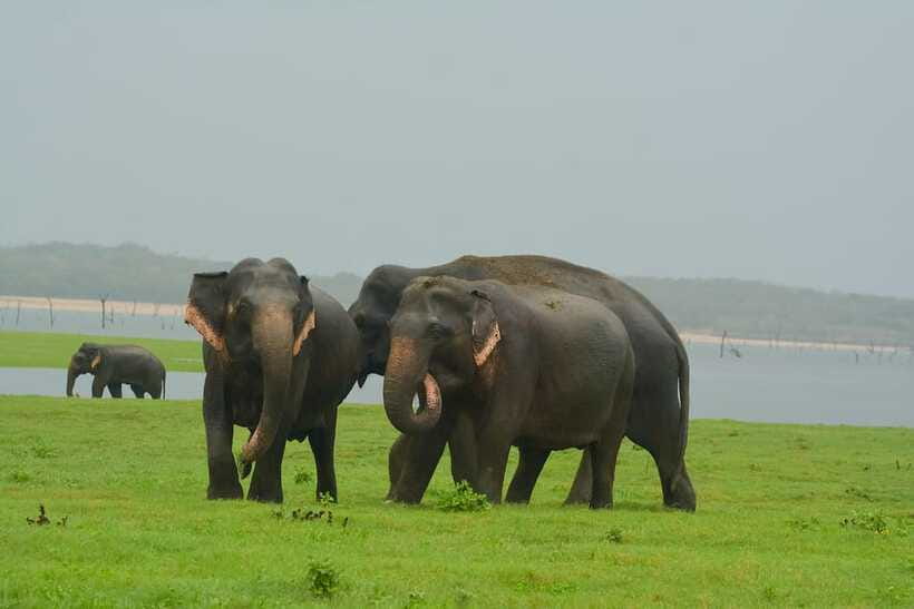 Elephant Jeep Safari at Minneriya National Park - Is $35 per person good value?