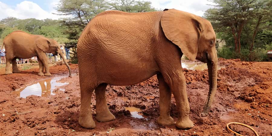 Elephant Orphanage, Giraffe Center And Nairobi National Park - The day at a glance