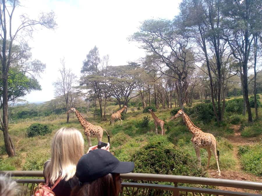 Elephant Orphanage, Giraffe Center And Nairobi National Park - Why this Nairobi combination works