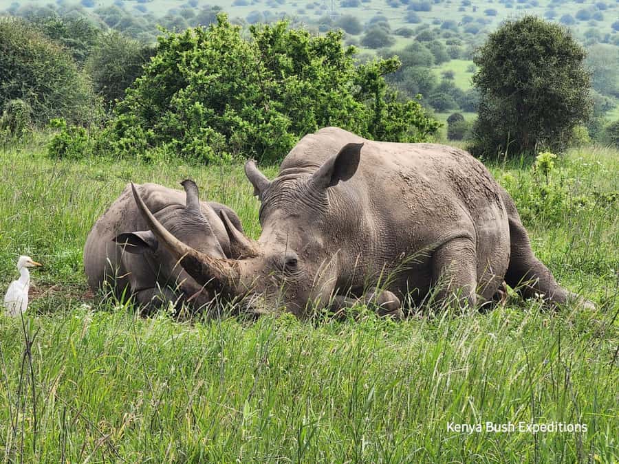 Elephant Orphanage, Giraffe Center And Nairobi National Park - Four hours inside Nairobi National Park