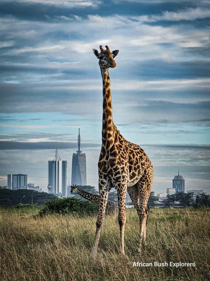 Elephant Orphanage, Giraffe Center And Nairobi National Park - Who will get the most from this tour?