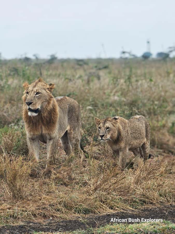 Elephant Orphanage, Giraffe Center And Nairobi National Park - What I would confirm before booking