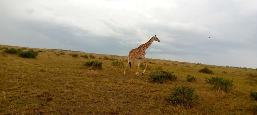 Elephant Orphanage, Giraffe Center And Nairobi National Park - Starting at the Giraffe Centre