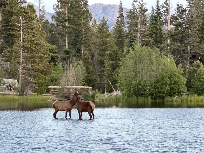 Estes Park: Rocky Mountain National Park Glass-Top Bus Tour - Sunset and wildlife departures