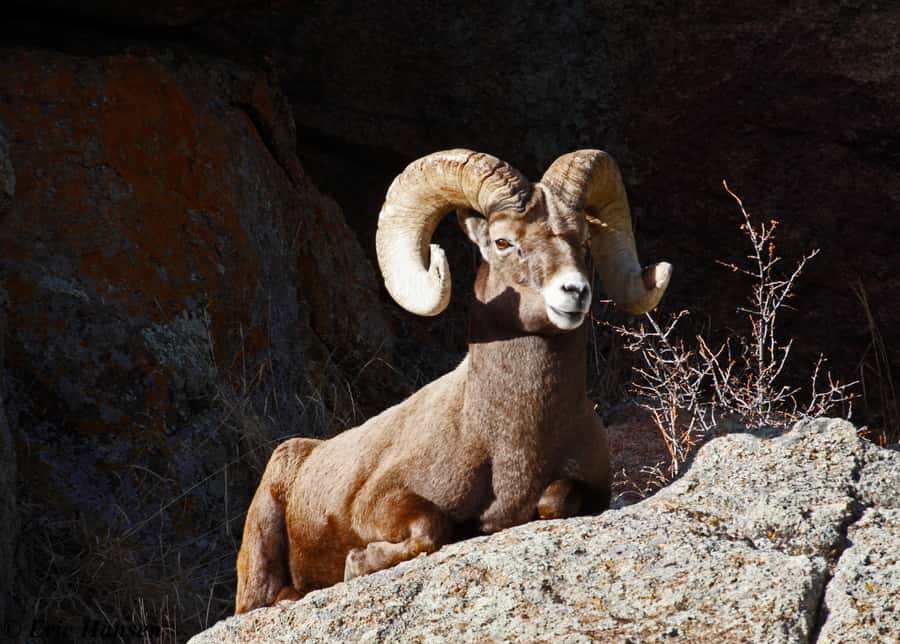 Estes Park: Rocky Mountain National Park Safari Tour - Old Fall River Road and Trail Ridge Road