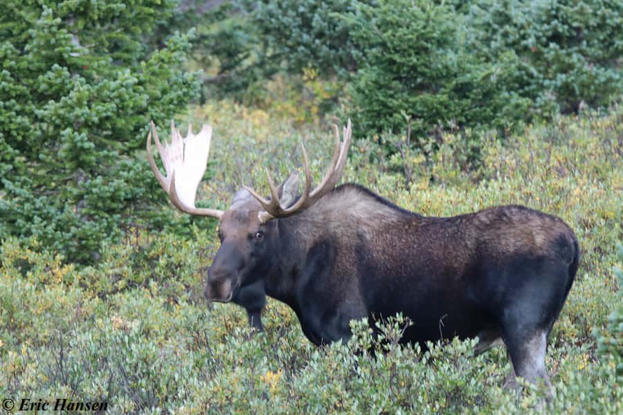 Estes Park: Rocky Mountain National Park Safari Tour - What the Green Jeep ride is really like