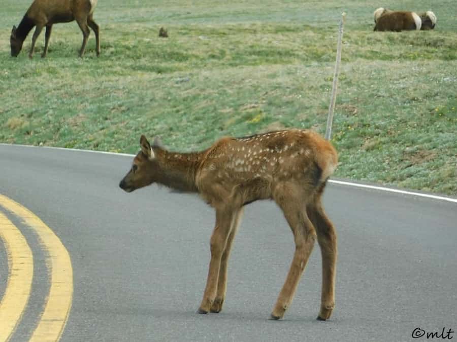 Estes Park: Rocky Mountain National Park Safari Tour - Is $119 a fair price?