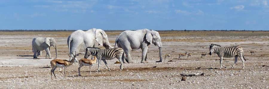 Etosha National Park: Full or Half-Day Game Drive - Key points to know before booking