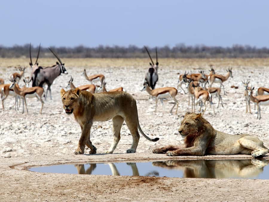 Etosha National Park: Full or Half-Day Game Drive - Why this Etosha drive works well