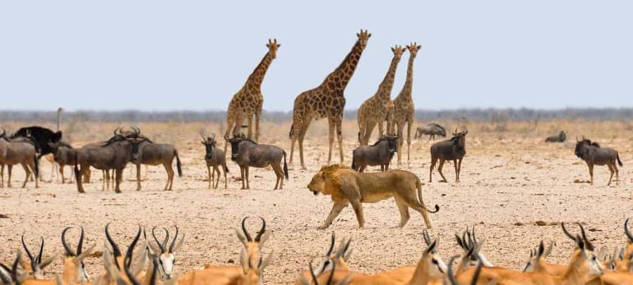 Etosha National Park: Full or Half-Day Game Drive - Morning wildlife search in an open vehicle