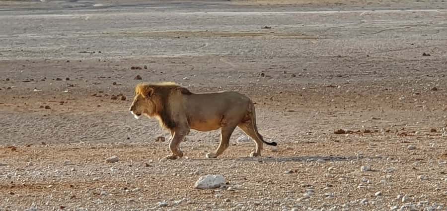 Etosha National Park: Full or Half-Day Game Drive - The late-day return toward your accommodation