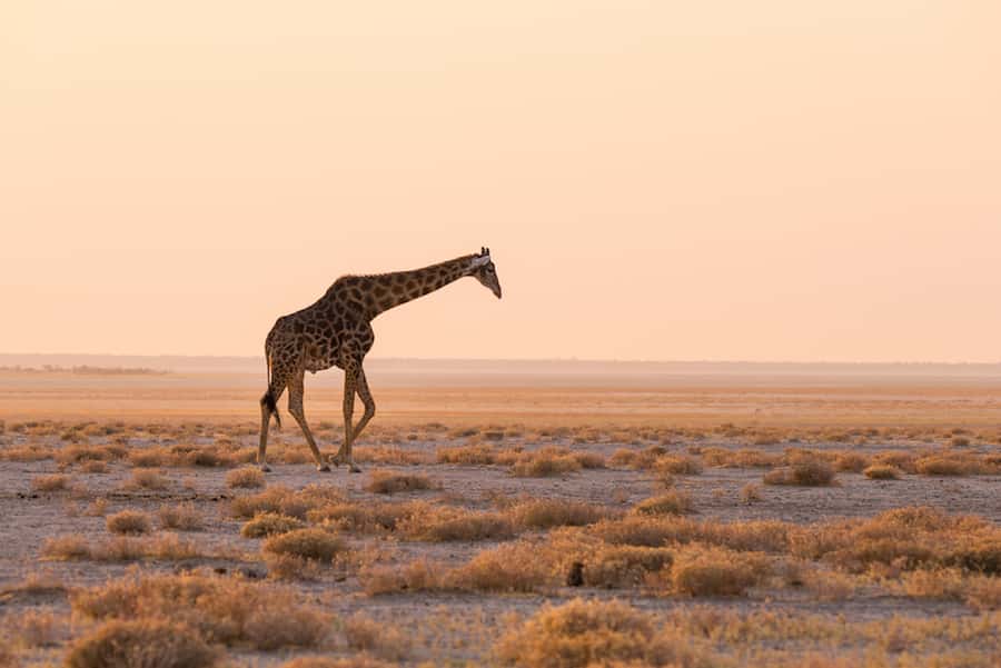 Etosha National Park: Full or Half-Day Game Drive - What the $171 price really buys you