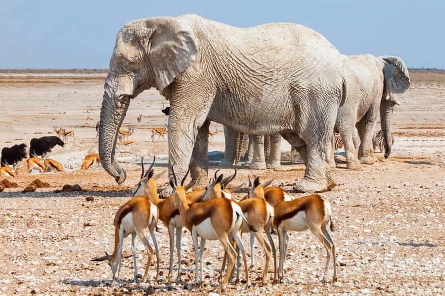 Etosha National Park: Full or Half-Day Game Drive - The guides are a major reason to consider it