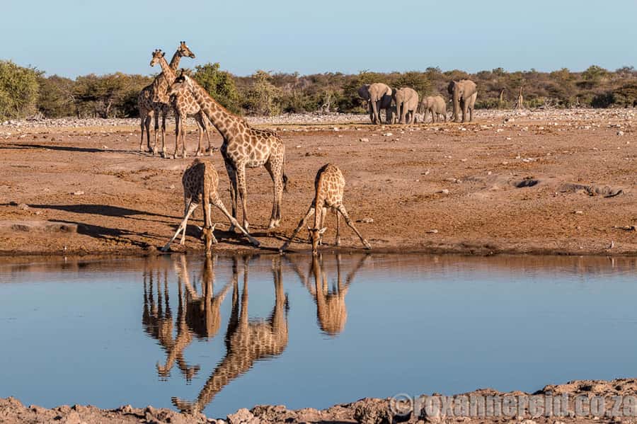Etosha National Park: Full or Half-Day Game Drive - Full-day or half-day: choosing the right format