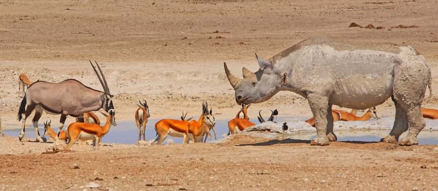 Etosha National Park: Full or Half-Day Game Drive - Who should book this Etosha experience