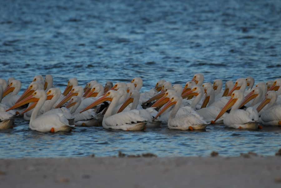 Everglades National Park: 2 hour Dolphin & Birding Boat Tour - Searching for dolphins, manatees, and sea turtles