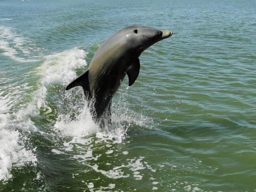 Everglades National Park: 2 hour Dolphin & Birding Boat Tour - Setting out through the Everglades waterways