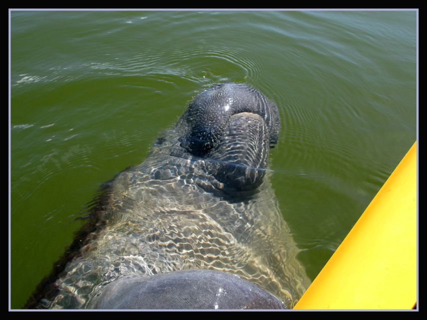 Everglades National Park 3-Hour Kayak Eco Tour - Mangrove tunnels and changing tidal routes