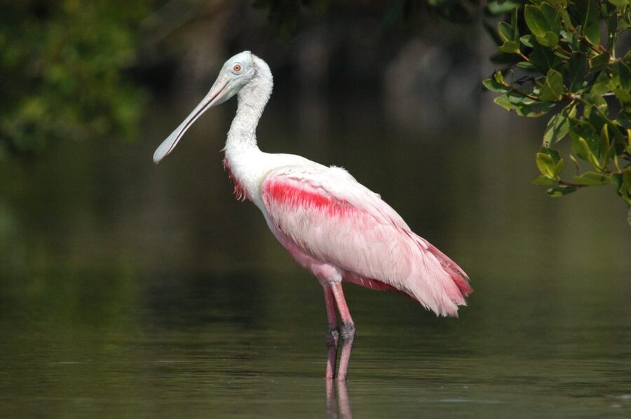 Everglades National Park 3-Hour Kayak Eco Tour - Is $164 a fair price?