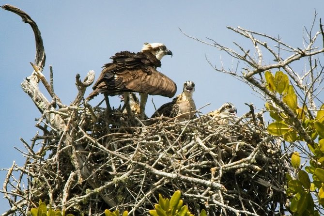 Everglades National Park Biologist Led Adventure: Cruise, Hike + Airboat - Everglades City and Old Florida