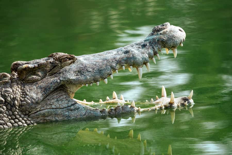 Everglades National Park: Mangrove Tunnel Kayak Eco-Tour - Comfort, effort, and the honest Florida-weather warning