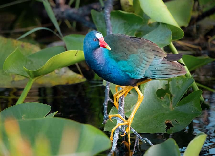 Everglades National Park: Mangrove Tunnel Kayak Eco-Tour - Who will enjoy this Everglades paddle most?