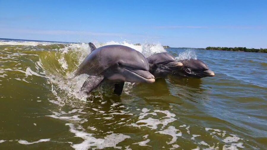 Everglades National Park: Motorboat Eco Tour - Wildlife sightings: dolphins, turtles, birds, and more