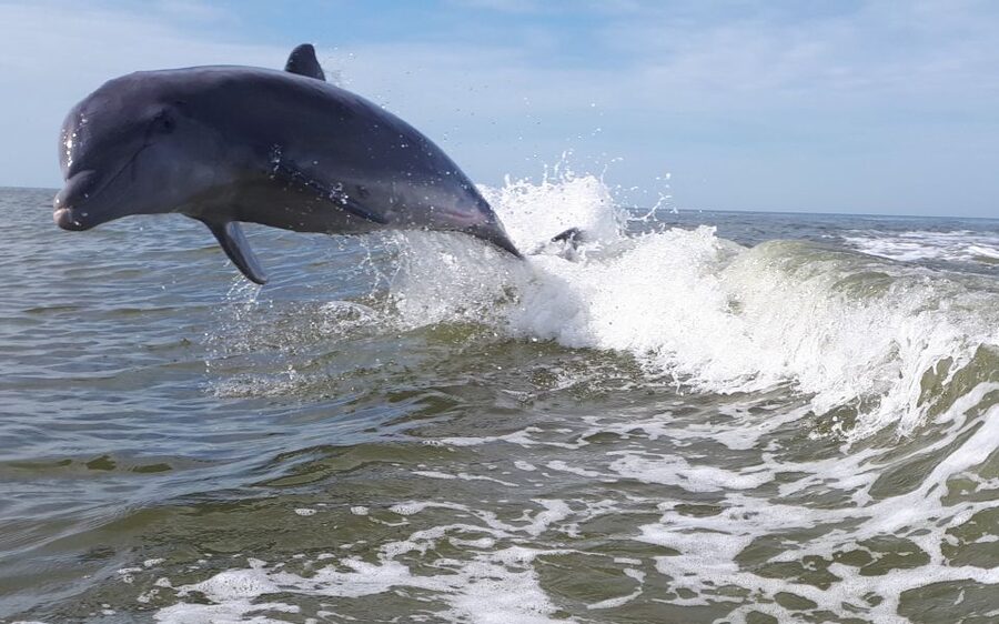 Everglades National Park: Motorboat Eco Tour - The island stop adds something a boat cruise cannot