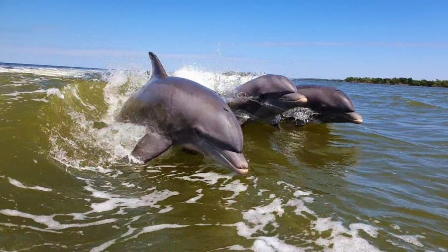 Everglades National Park: Motorboat Eco Tour - What Captain Josh adds to the experience