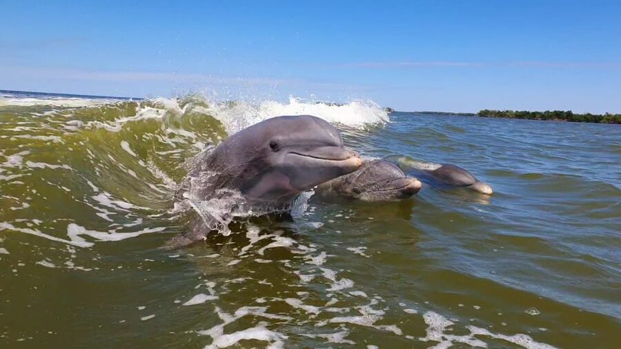 Everglades National Park: Motorboat Eco Tour - Is $173 per person a fair price?