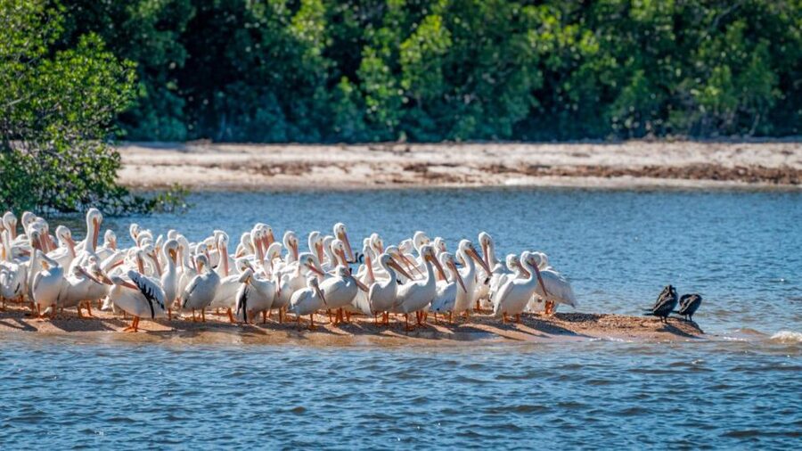 Everglades National Park: Pontoon Boat Tour & Boardwalk - Key points to know before you go
