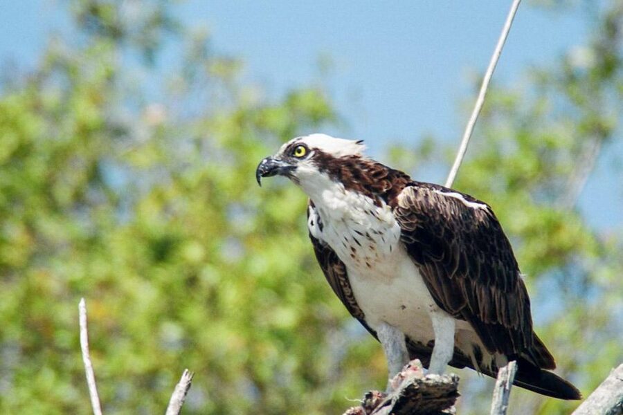 Everglades National Park: Pontoon Boat Tour & Boardwalk - Should you book the Everglades pontoon tour?