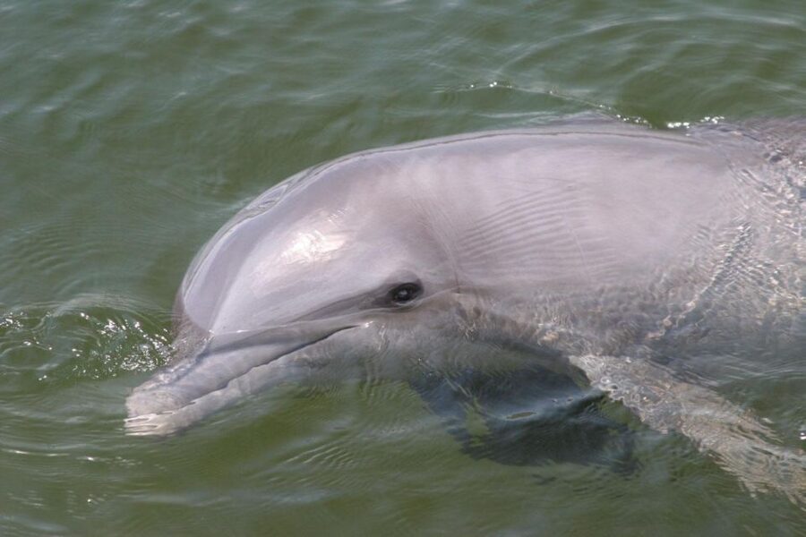 Everglades National Park: Pontoon Boat Tour & Boardwalk - Is the $60 price fair?