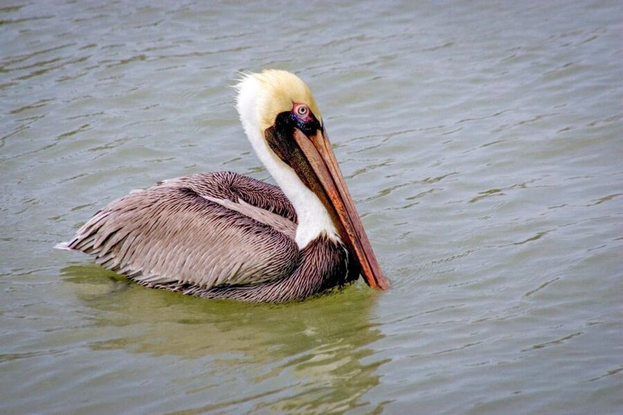 Everglades National Park: Pontoon Boat Tour & Boardwalk - Who will enjoy this boat tour?