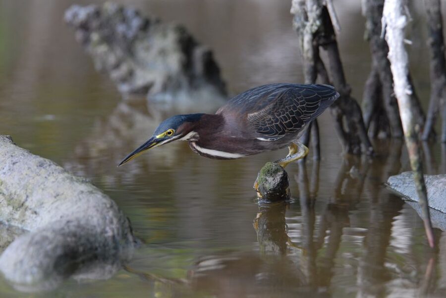 Everglades National Park: Private 2.5-Hour Photo Safari - Bird Roosts and Rookeries: The Strongest Photo Opportunity