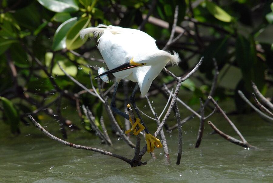 Everglades National Park: Private 2.5-Hour Photo Safari - A Guide Who Works Around Your Camera