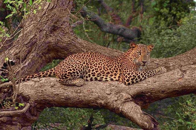 Exclusive: Full Day Leopard Safari at Yala National Park - Key Points Before You Book