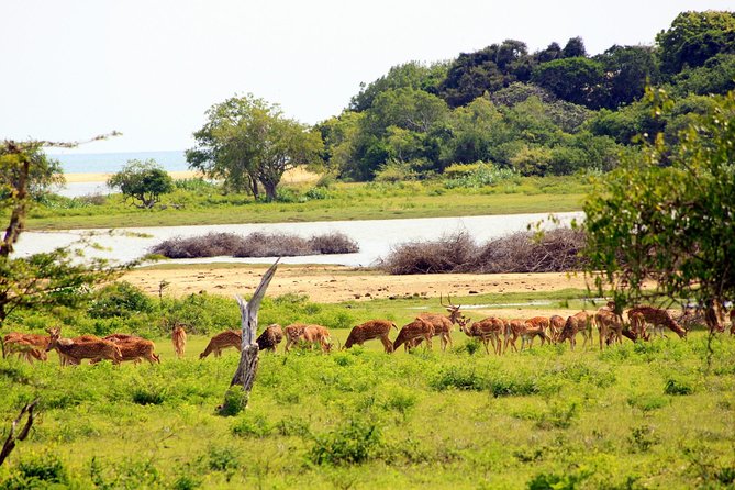 Exclusive: Full Day Leopard Safari at Yala National Park - Why Yala Works for a Full-Day Safari