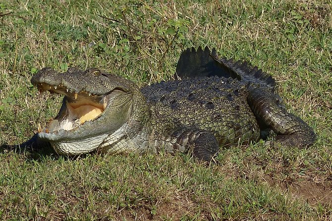 Exclusive: Full Day Leopard Safari at Yala National Park - Picnic Lunch Around Noon
