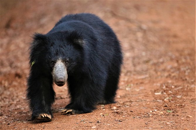 Exclusive: Full Day Leopard Safari at Yala National Park - Who Will Enjoy This Safari Most