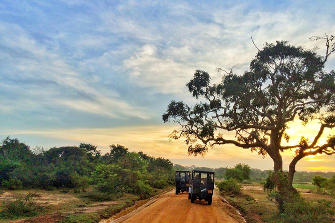 Exclusive: Full Day Leopard Safari at Yala National Park - The 5:30 a.m. Pickup from Hambantota or Kataragama