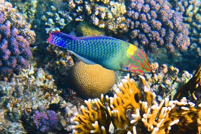 Excursion to the White Island & Ras Mohammed National Park from Sharm El Sheikh - White Island and the strange beauty of the tide