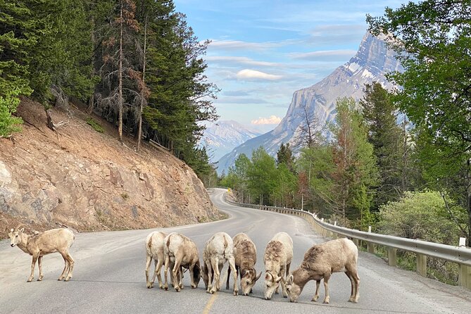 Explore Banff National Park with Our Premium Day Tour - Lake Louise gives the day its signature view