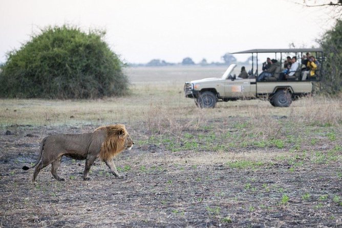 Explore Chobe National Park With a Day Trip from Victoria Falls - The Afternoon Game Drive Searches Chobe on Land