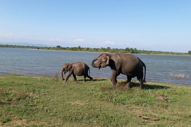 Explore The Beauty Of Udawalawe National Park From South Coast During 01 Day - Why Udawalawe makes sense from Galle