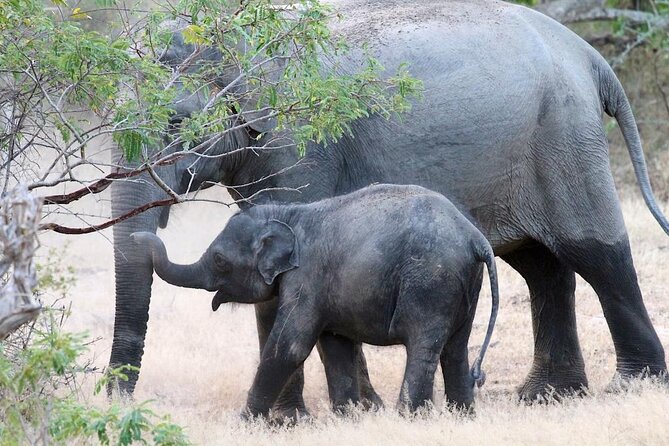 Explore The Beauty Of Udawalawe National Park From South Coast During 01 Day - The elephant experience beyond the park