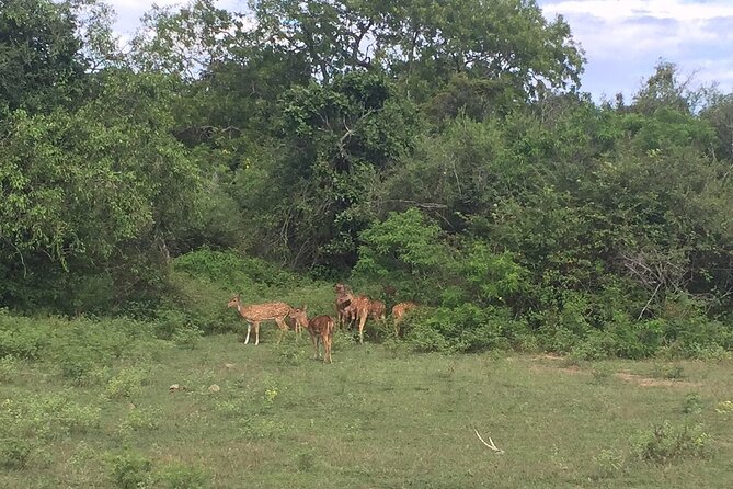 Explore The Beauty Of Udawalawe National Park From South Coast During 01 Day - What the $90 price really covers