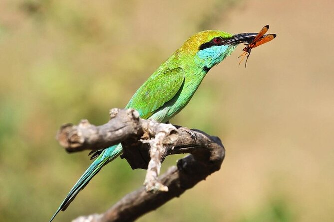 Explore The Beauty Of Udawalawe National Park From South Coast During 01 Day - The guide makes the difference